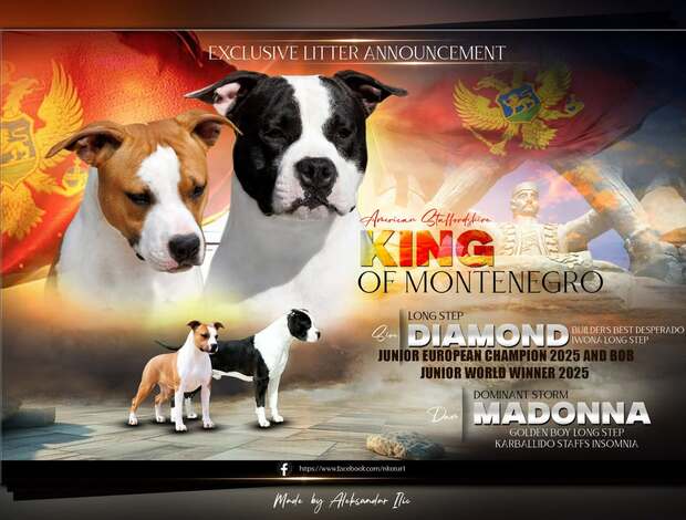 American Staffordshire Terrier American Staffordshire Terrier – Beautiful Puppies