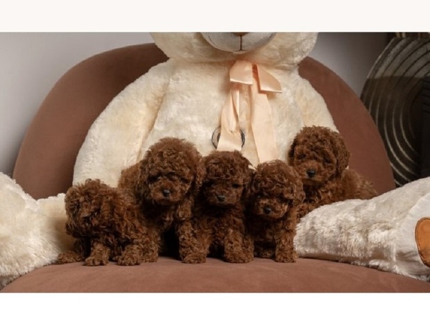 Poodle Red dwarf and toy poodles