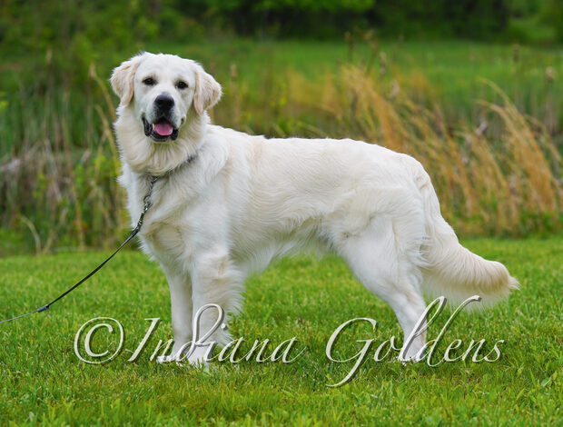 Golden Retriever English Golden Retriever Indiana : Your New Bestfriend Available Now