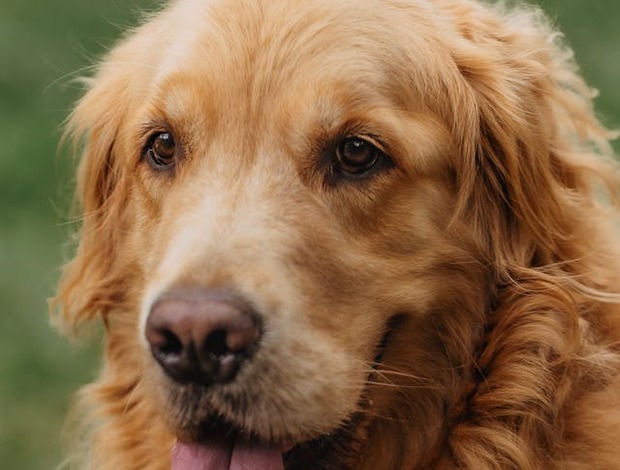 Golden Retriever Golden Retriever Puppies for Sale : Friendly and playful