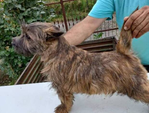 Cairn Terrier Cairn terrier puppies