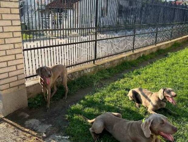 Weimaraner Weimaraner female