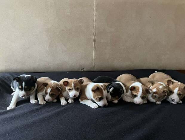 Basenji Basenji red-white and tricolor puppies