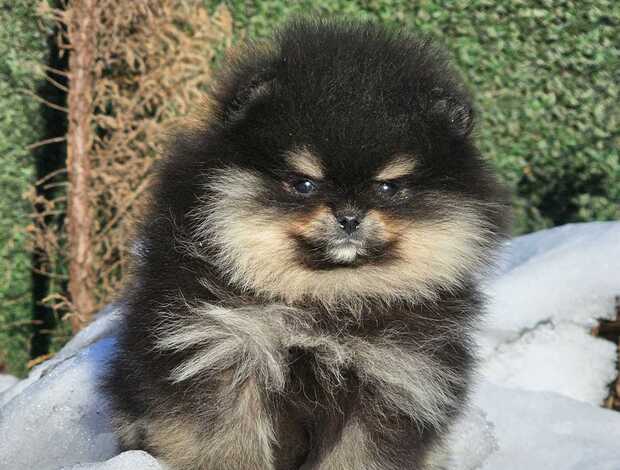 Pomeranian Pomeranian Spitz puppies
