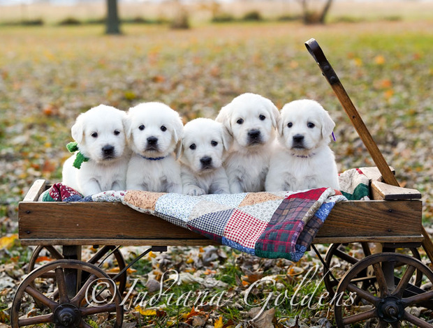 Golden Retriever Pembroke Welsh Corgi Puppies: Cute, Smart and Full of Love