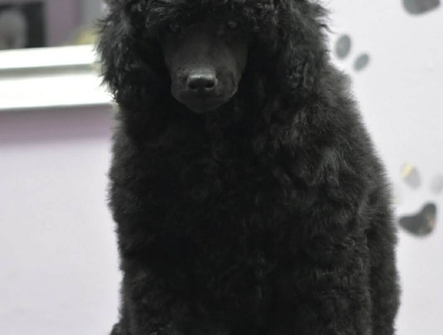 Poodle Male Toy Poodle Puppy