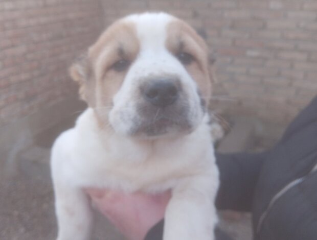 Central Asian Shepherd Dog Central Asian Shepherd puppies