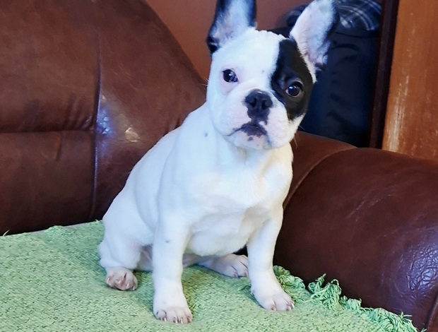 French Bulldog French Bulldog – Beautiful Female Puppy
