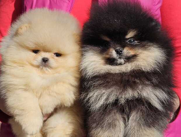 Pomeranian Pomeranian BOO “Teddy Bears”