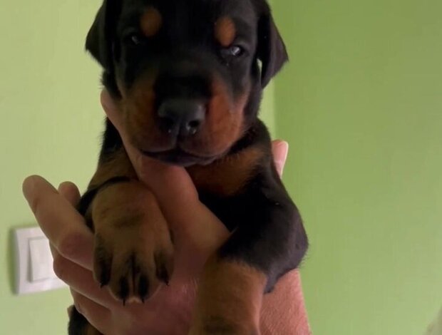Doberman Pinscher Doberman puppies
