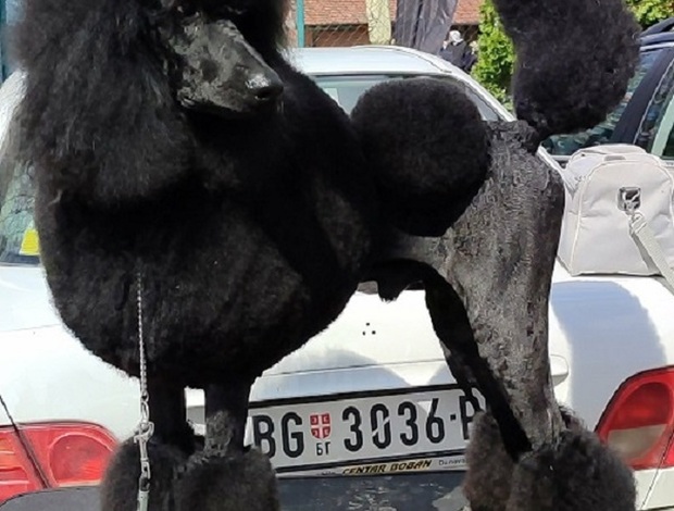 Poodle Top litter of LARGE POODLES