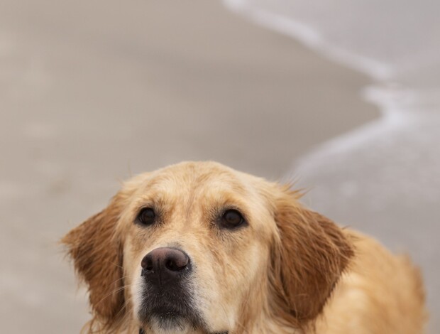 Golden Retriever Golden Retriever Indiana : Lifetime Support From Indiana Goldens