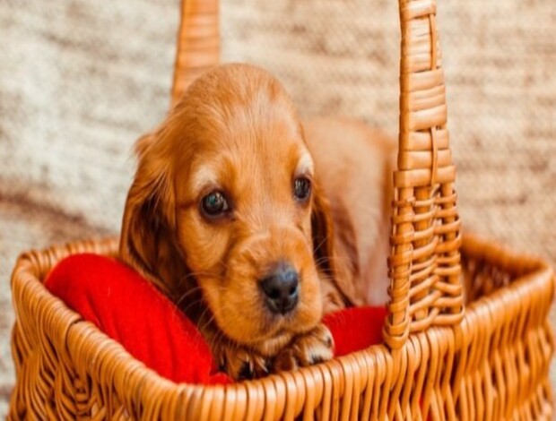 Golden Retriever English cream golden retriever puppies for sale : The Perfect Puppy