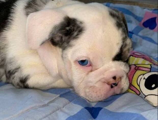 Bulldog English Bulldog, beautiful puppies