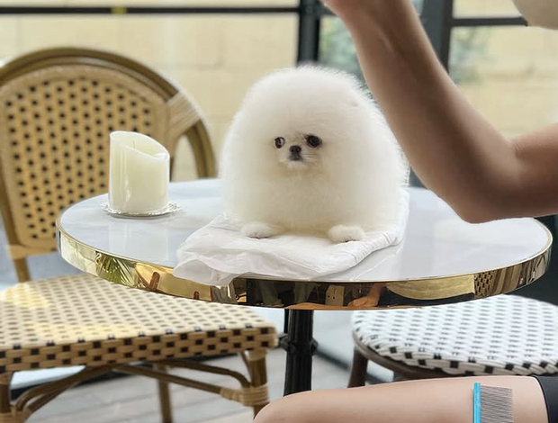 Pomeranian White gray white male and female puppy available