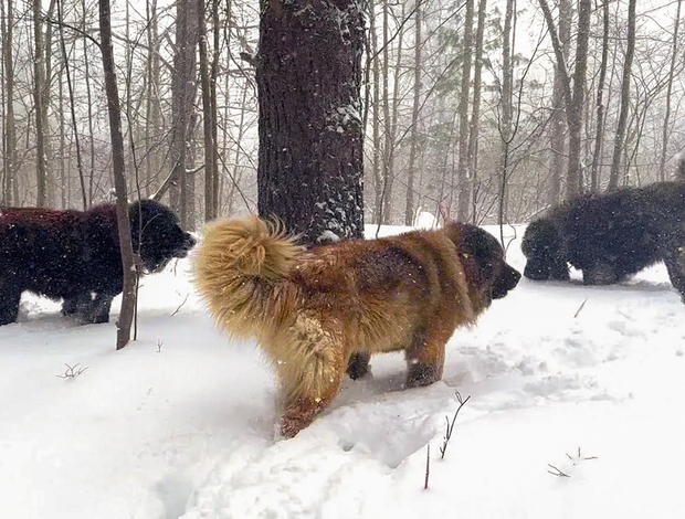 Caucasian Shepherd Dog Brotherbear Acres Caucasian Shepherd Puppies for Sale