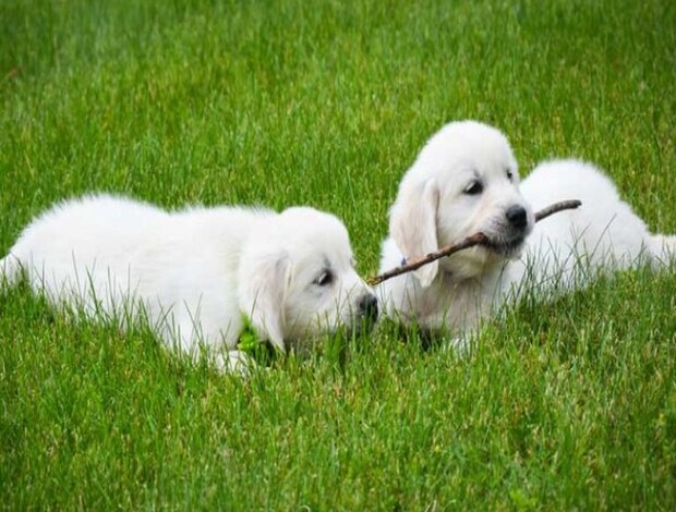 Golden Retriever Golden Retriever Indiana :  Where Family Meets Quality