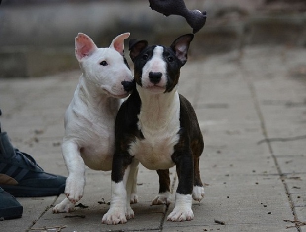 Bull Terrier Mini bull terrier