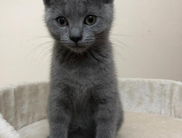 Chartreux CHARTREUX BREEDER