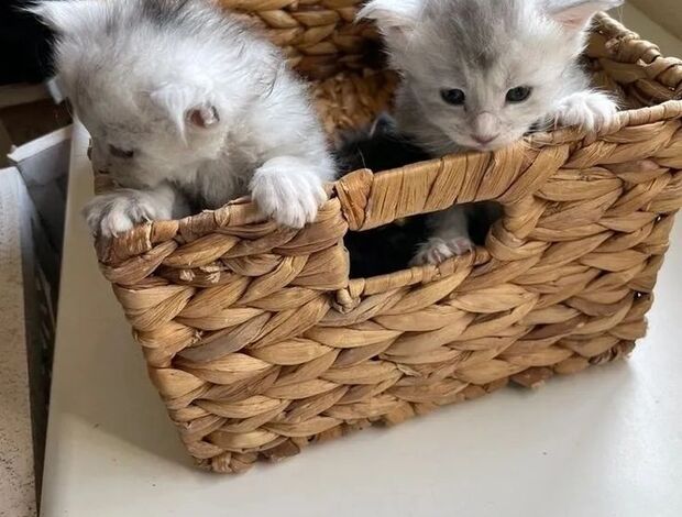 Maine Coon Beautiful Maine Coon Kittens