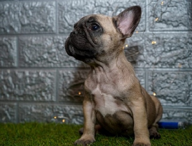 French Bulldog French bulldog