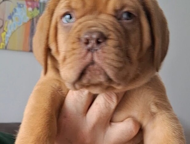 Dogue de Bordeaux Dogue de Bordeaux Puppies