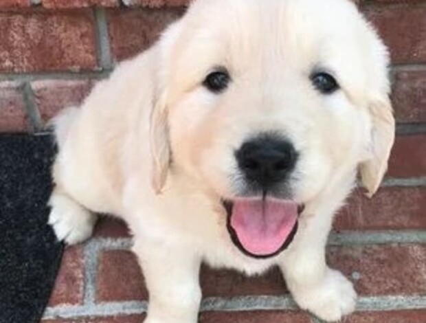Golden Retriever White golden retriever puppies Indiana : Puppies Available Now