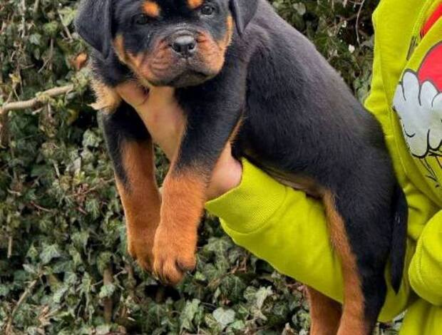 Rottweiler Rottweiler puppies
