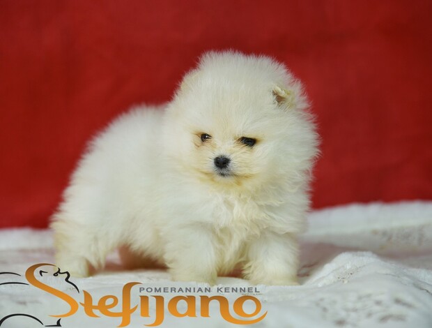 Pomeranian Pomeranian BOO – Beautiful Puppies