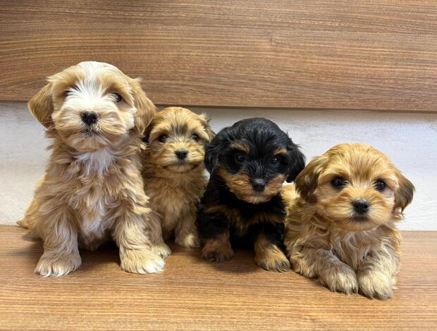 Havanese Havanese Bichon puppies