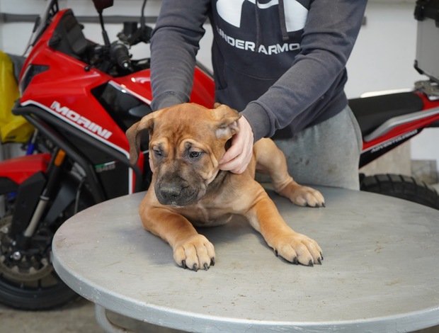 Boerboel South African Mastiff – Boerboel Puppies