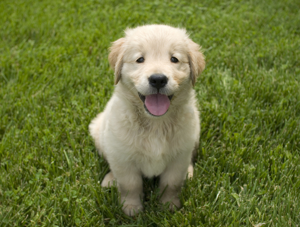 Golden Retriever Golden Retriever Breeders Indiana: Raising Puppies for Loving Homes