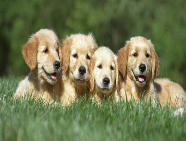 Golden Retriever Golden retriever puppies for sale near Nashville: Loyal Companion