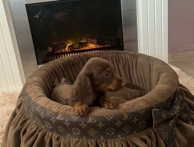 Dachshund Long-haired dwarf dachshunds