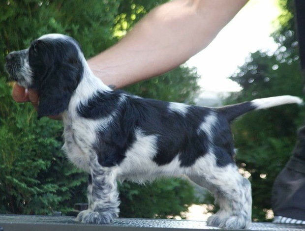 English Cocker Spaniel English Cocker Spaniel – Beautiful Puppies
