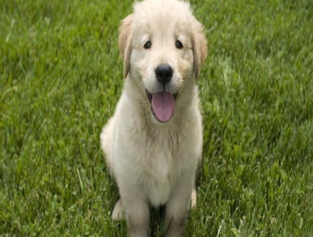 Golden Retriever English Golden Retriever Indiana: Beauty, Gentle Nature and Quality
