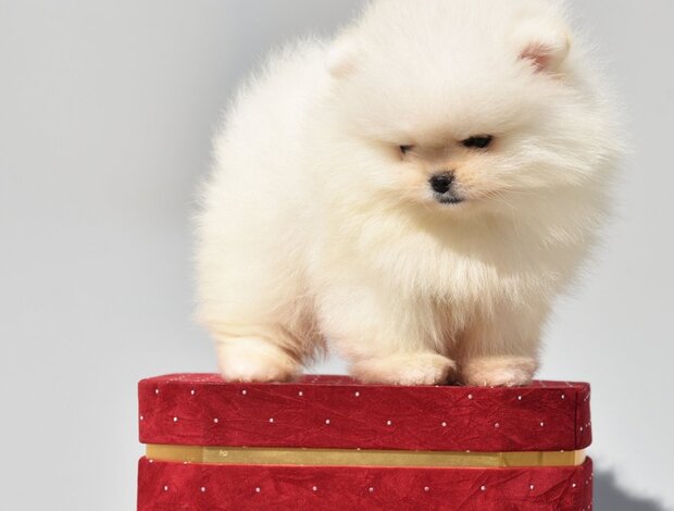 Pomeranian Pomeranian Boo Puppies
