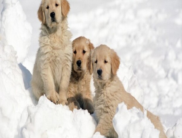 Golden Retriever English Retriever Indiana: Friendly and Trustworthy Companion