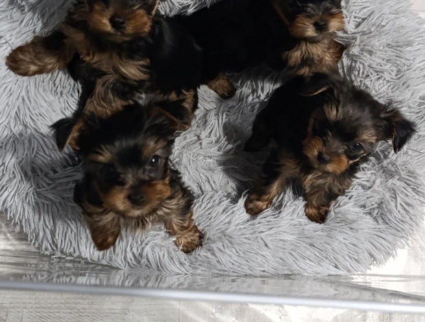 Yorkshire Terrier Yorkshire Terrier – Beautiful Puppies