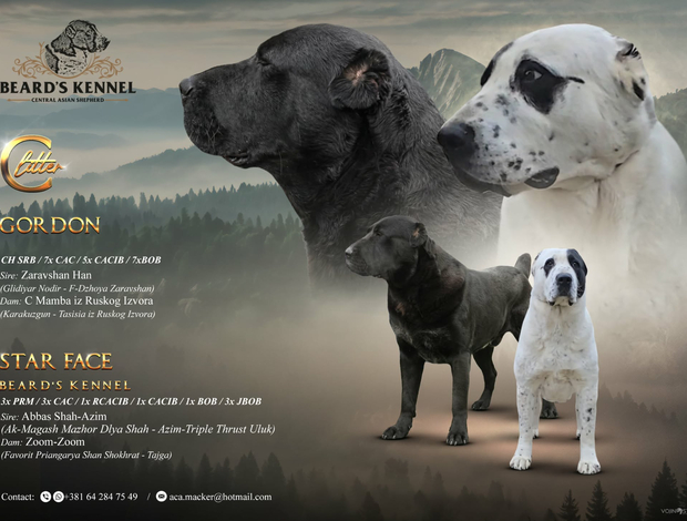 Central Asian Shepherd Dog Central Asian Shepherd – Puppies