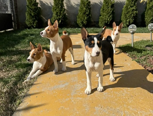 Basenji Beautiful Basenji puppies
