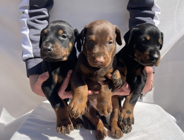 Doberman Pinscher Doberman puppies