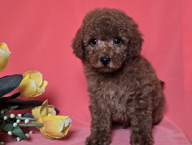 Poodle Red toy/mini poodle