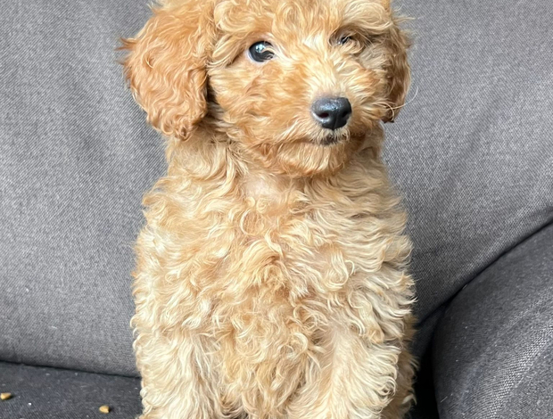 Poodle Toy Poodle Puppy for Sale