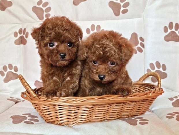 Poodle Red teacup poodle