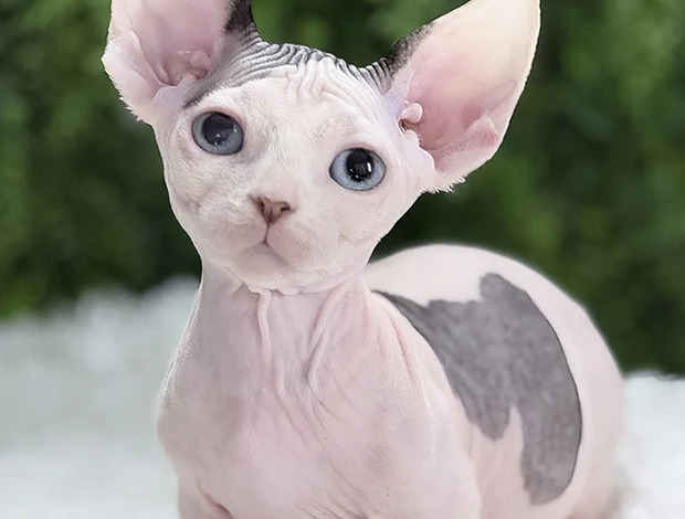 Sphynx Exquisite, Home-Raised Sphynx Kittens Available