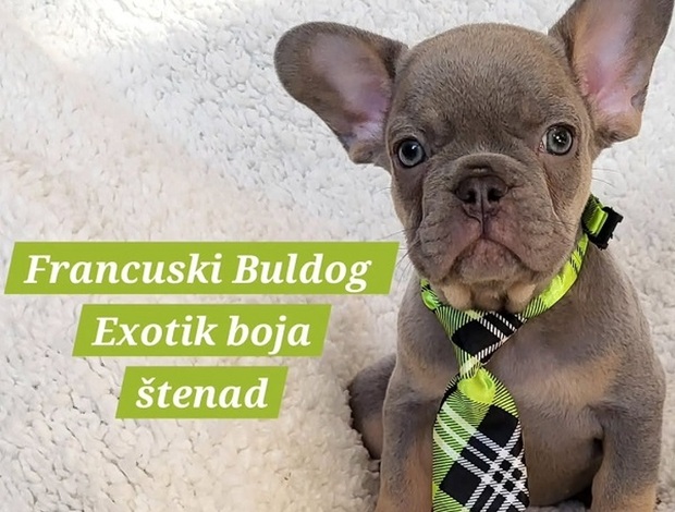 French Bulldog French Bulldog puppies exotic color