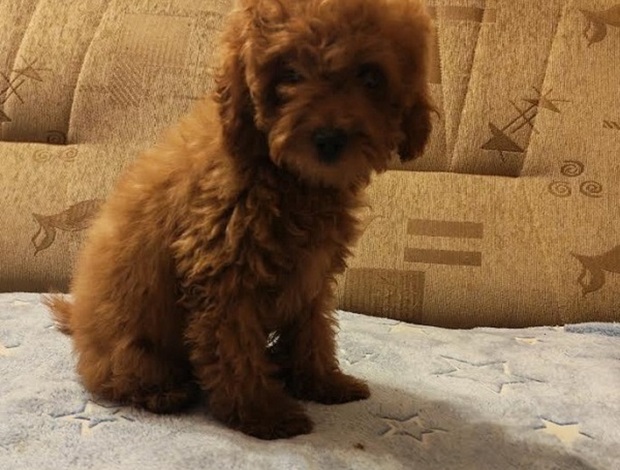 Poodle Red toy poodle