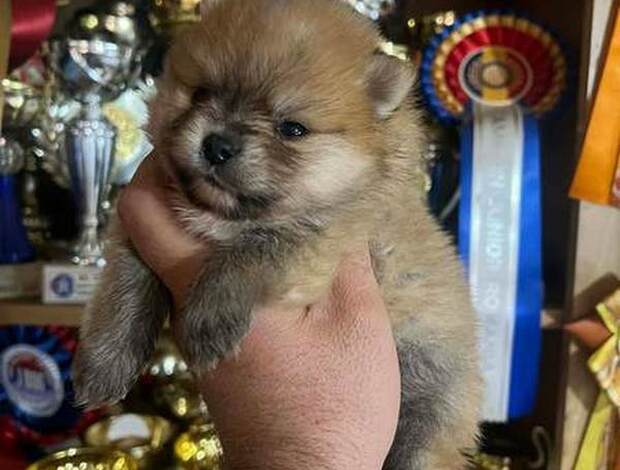 Pomeranian Pomeranian, top quality puppies