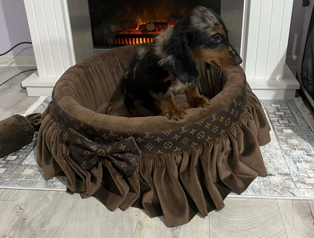 Dachshund Dwarf Longhaired Dachshund, Merle Female